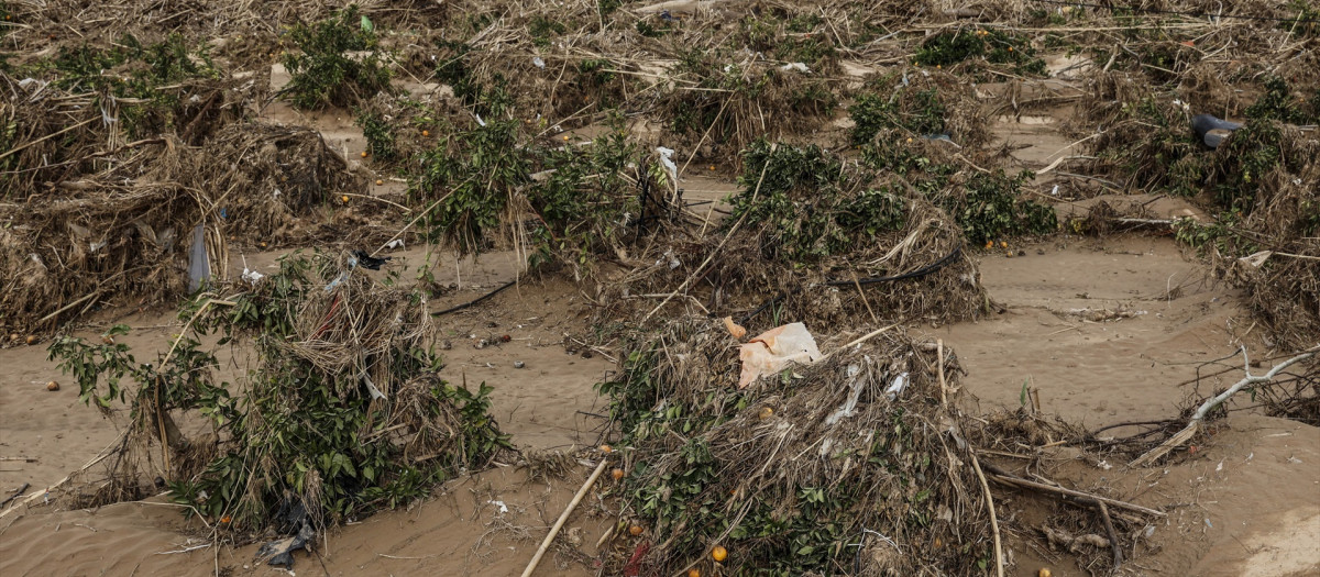 (Foto de ARCHIVO)
Campo de naranjos arrasado por la DANA, a 21 de noviembre de 2024, en Algamesí, Valencia, Comunidad Valenciana (España). La cifra total de víctimas mortales registrada a causa de la dana y las inundaciones que afectaron a la provincia de Valencia, ha aumentado a 220 tras el levantamiento del cuerpo sin vida de una mujer en término municipal de Torrent. El número de expedientes por denuncias de desaparición que están activos se mantiene en ocho.

Rober Solsona / Europa Press
21 NOVIEMBRE 2024;DANA;VALENCIA;PASO;ESTRAGOS
21/11/2024
