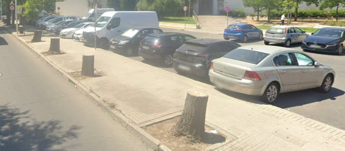 Árboles talados en la avenida Vírgen Milagrosa