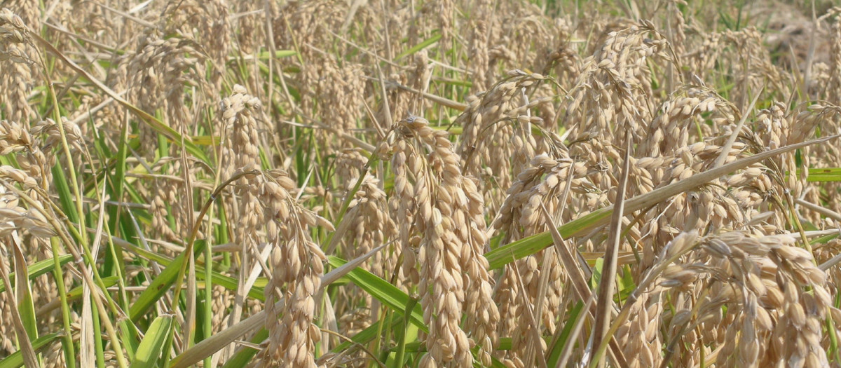 Un campo de arroz