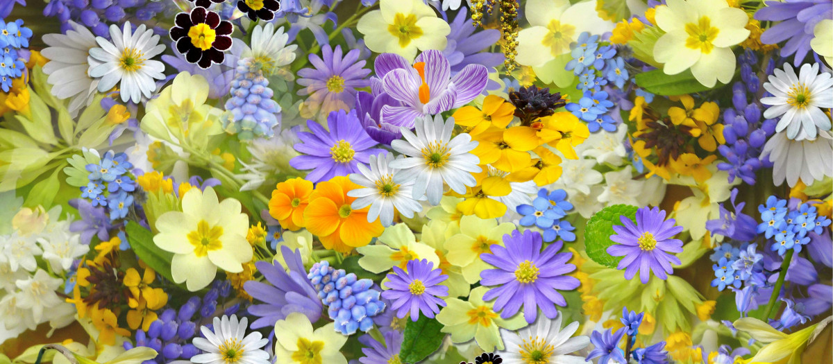 Flores