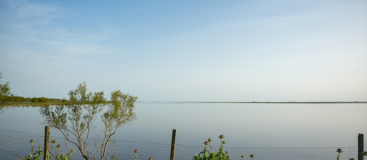 Imágenes de las Marisma del Coto de Doñana