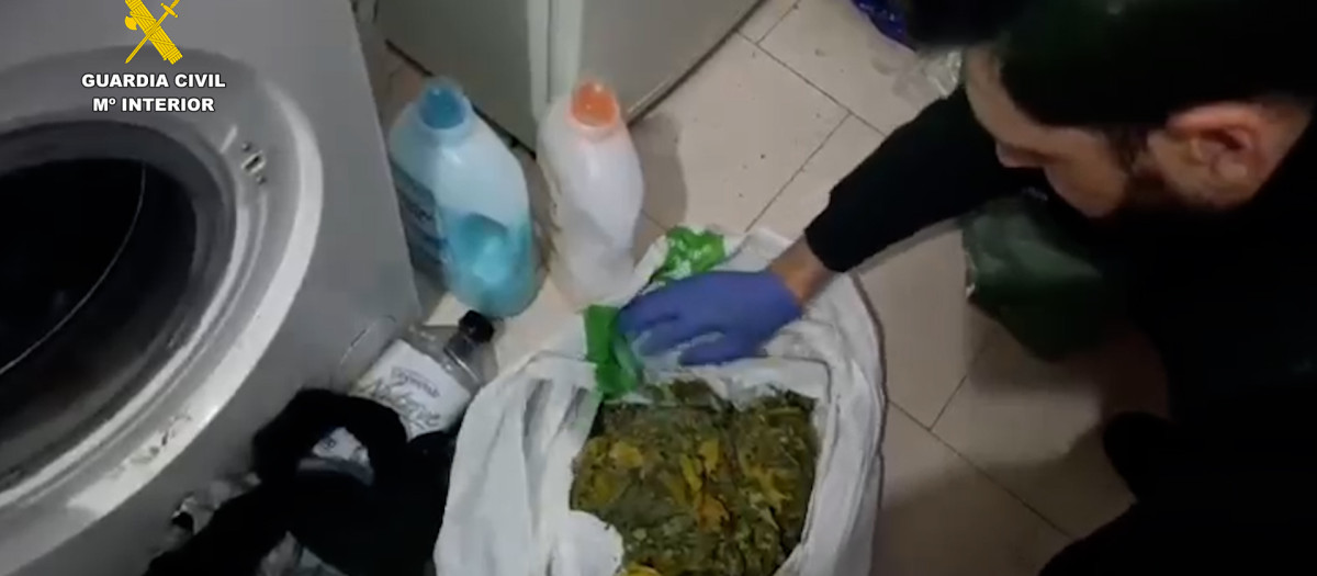 Marihuana incautada en La Chica Carlota