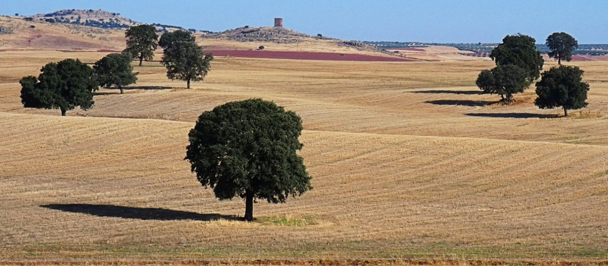 Paisaje manchego con la Torre de la Higuera al fondo