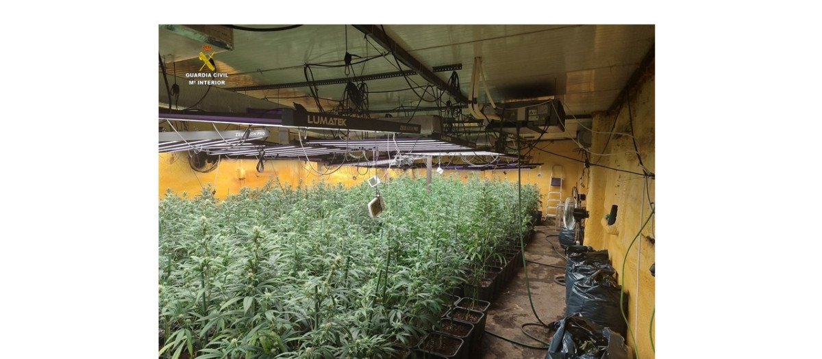 Plantas de marihuana aprehendidas
REMITIDA / HANDOUT por GUARDIA CIVIL
Fotografía remitida a medios de comunicación exclusivamente para ilustrar la noticia a la que hace referencia la imagen, y citando la procedencia de la imagen en la firma
07/4/2025