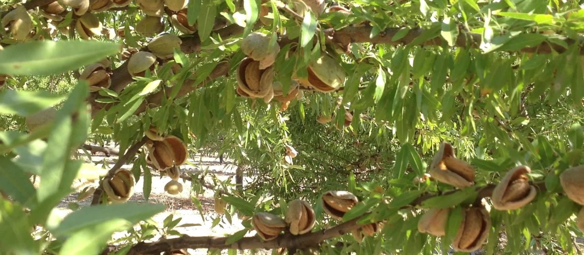 Almendras en el árbol