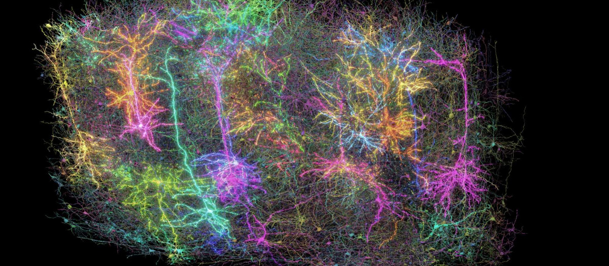 Reconstrucción en 3D del trozo de cerebro de ratón