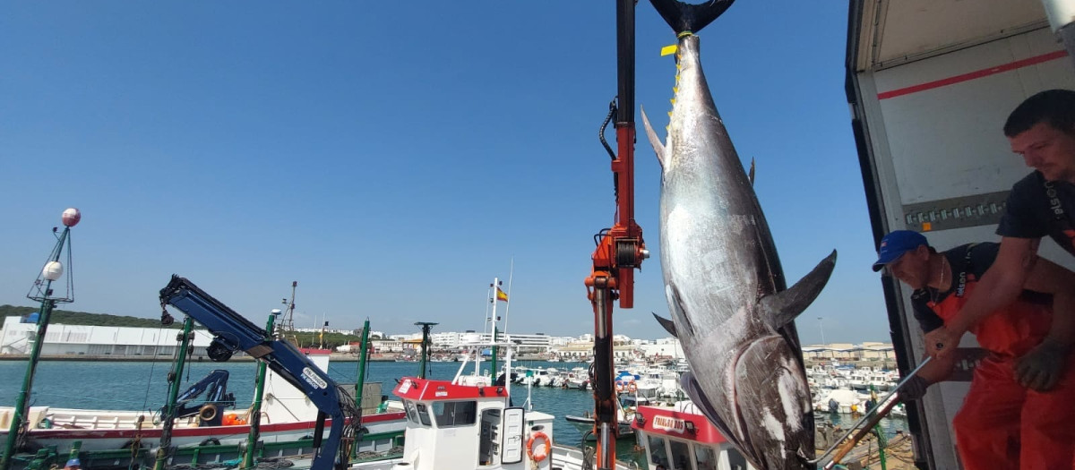 Primera 'levantá' del atún rojo en la almadraba de Barbate.