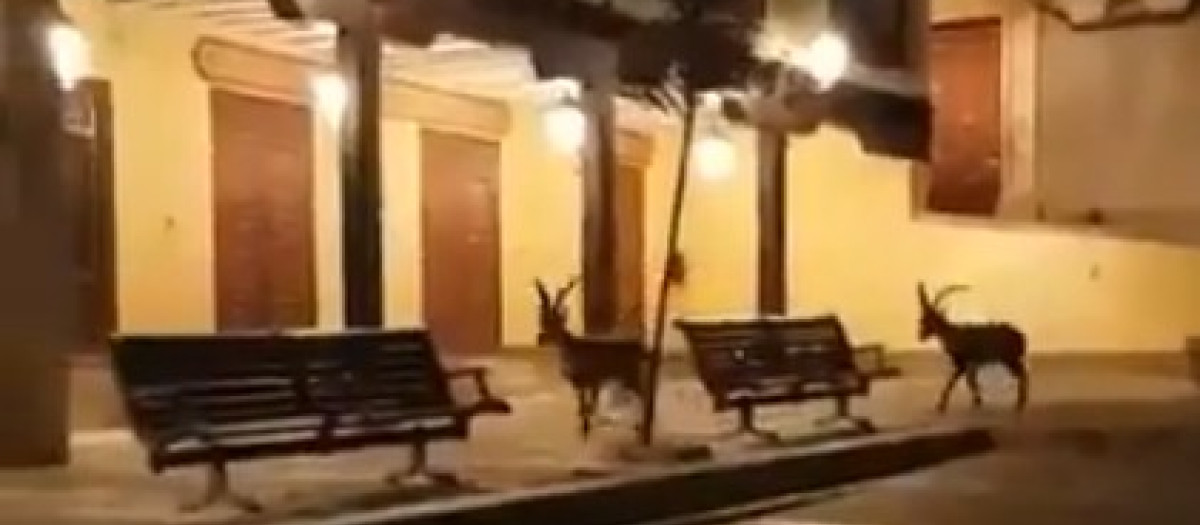 Cabras montesas en la Plaza Mayor de Chinchilla