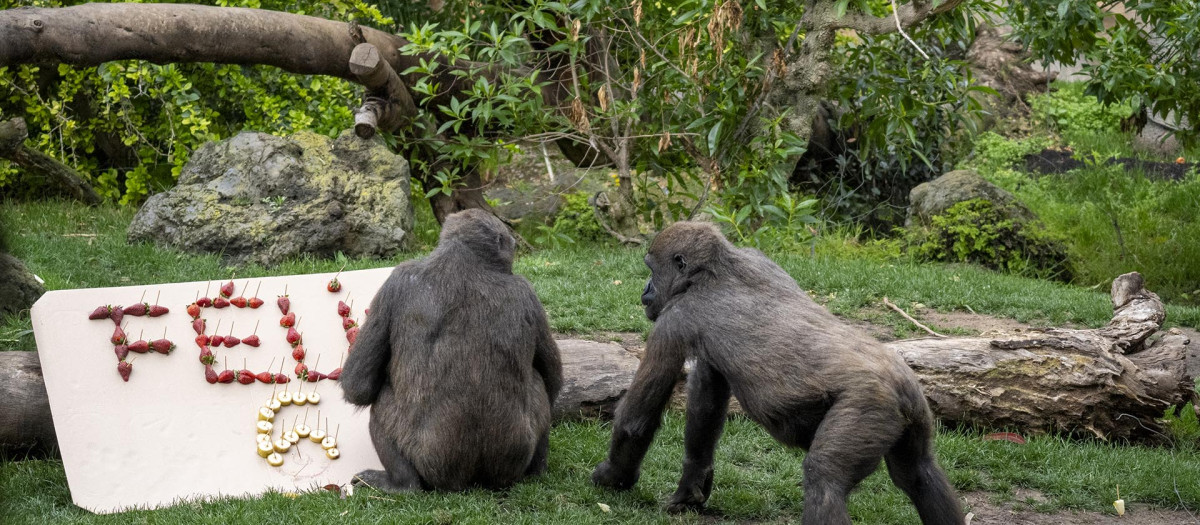 La familia de gorilas de Bioparc Valencia celebra el 6º cumpleaños de Felix
