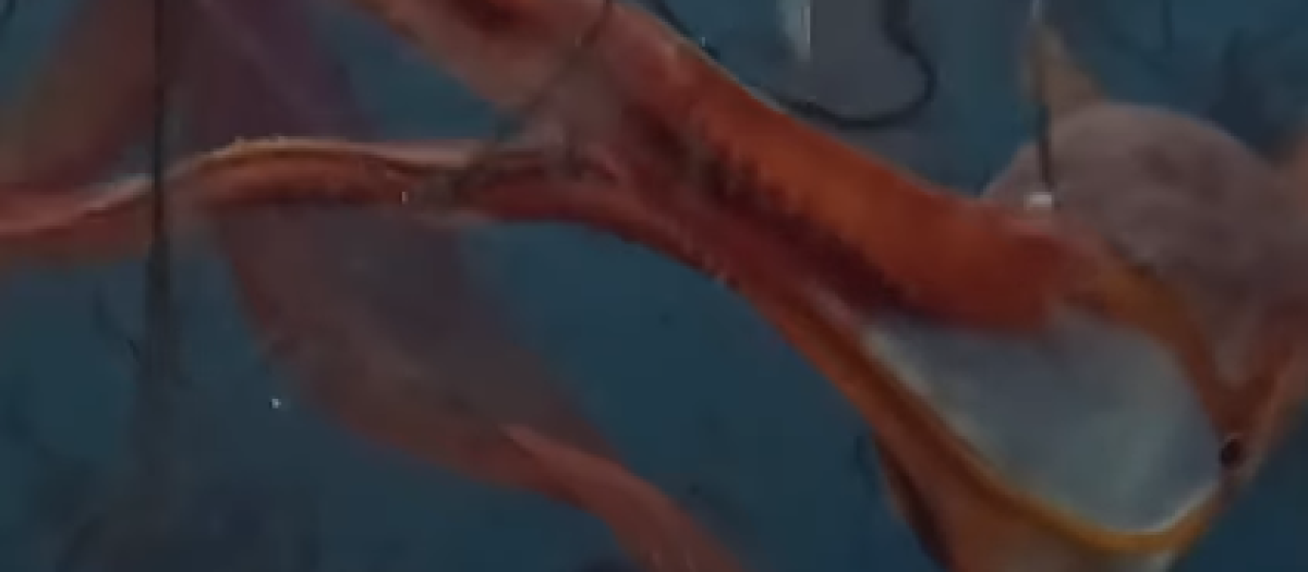 Avistamiento de pulpo manta en Lanzarote