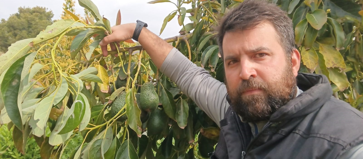 LA UNIÓ señala que el aumento de las importaciones de Marruecos en un 89% lastra el precio del aguacate valenciano REMITIDA / HANDOUT por LA UNIÓ Fotografía remitida a medios de comunicación exclusivamente para ilustrar la noticia a la que hace referencia la imagen, y citando la procedencia de la imagen en la firma 15/4/2025