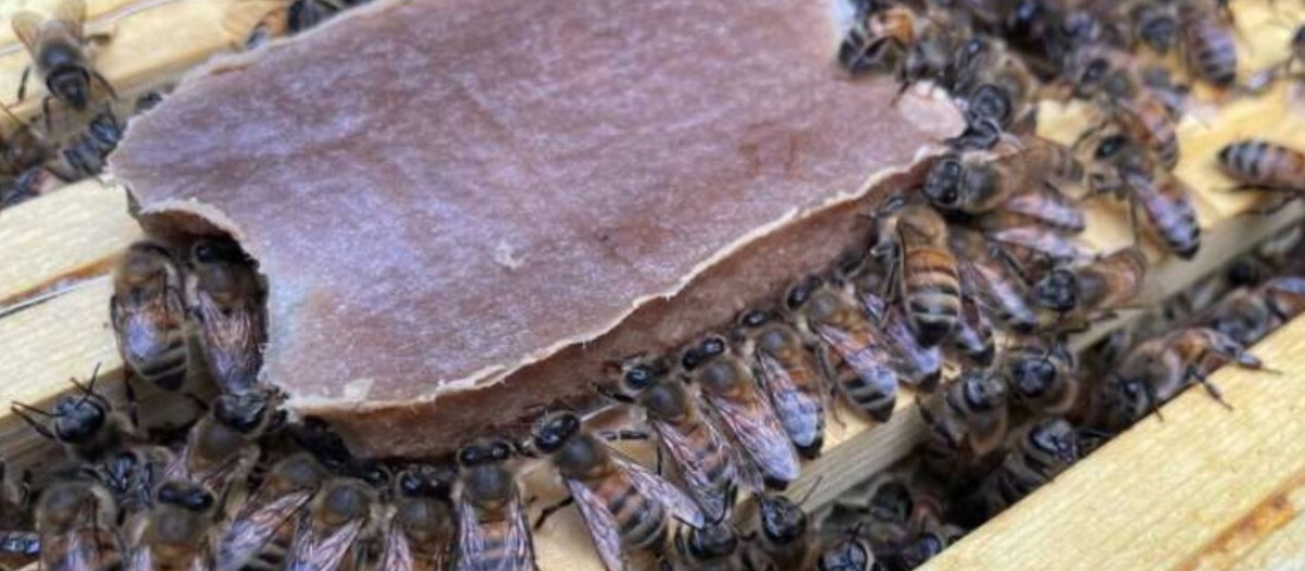 Las abejas mastican el nuevo producto alimenticio, que satisface todas sus necesidades nutricionales.
