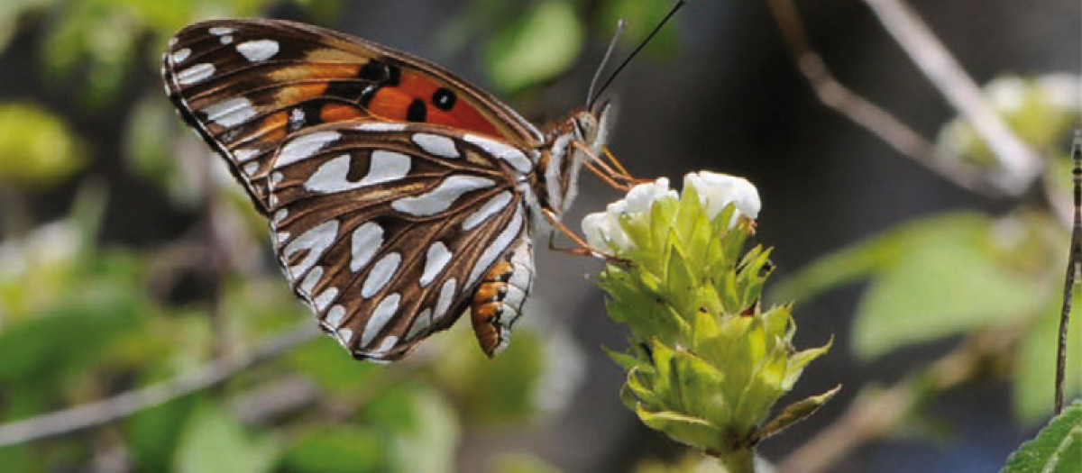 Cerca de un 90 % de las plantas que producen flores son polinizadas por animales