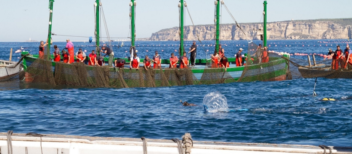 Las almadrabas en la levantá del atún rojo en aguas de Cádiz.