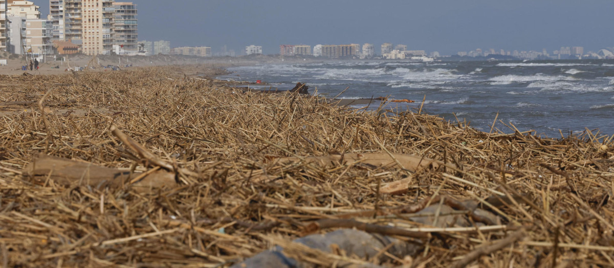 Toneladas de cañas arrastradas hasta la playa de Marianet, en Valencia