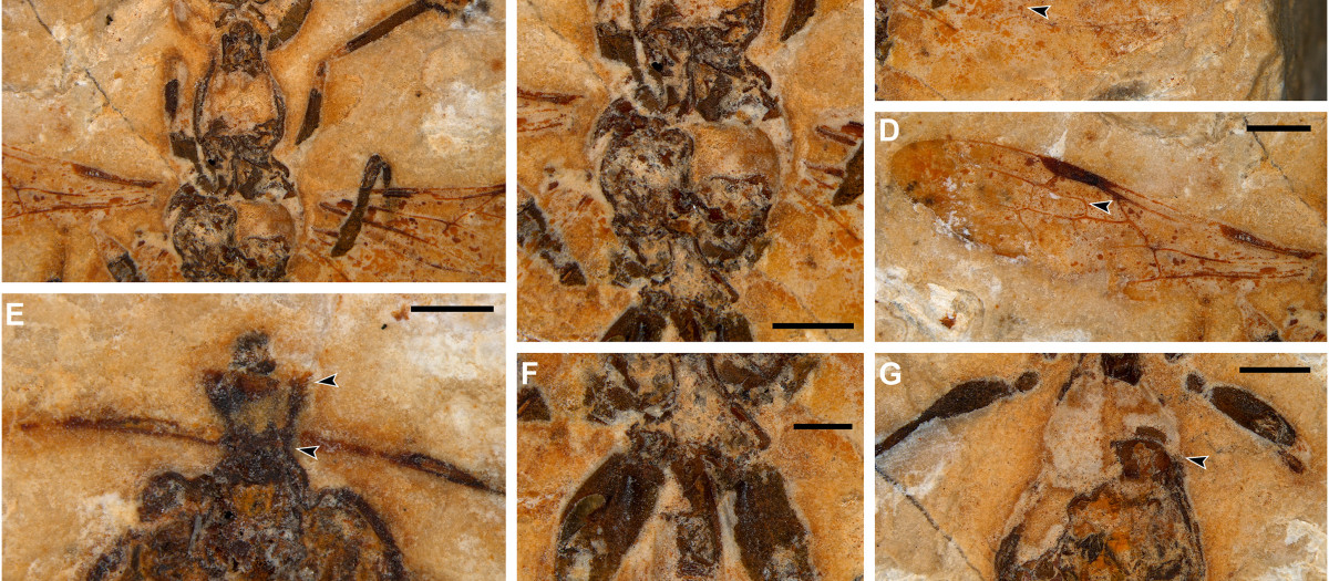 Fotografías que muestran detalles de Vulcanidris cratensis