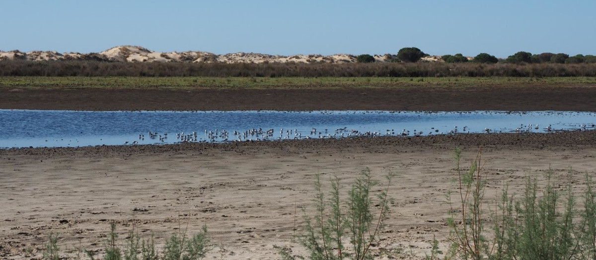 Aves descansando en la laguna de Santa Olalla de Doñana