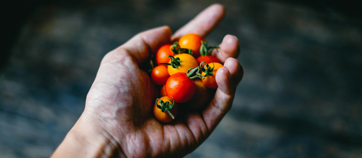 Los tomates son una excelente fuente de antioxidantes