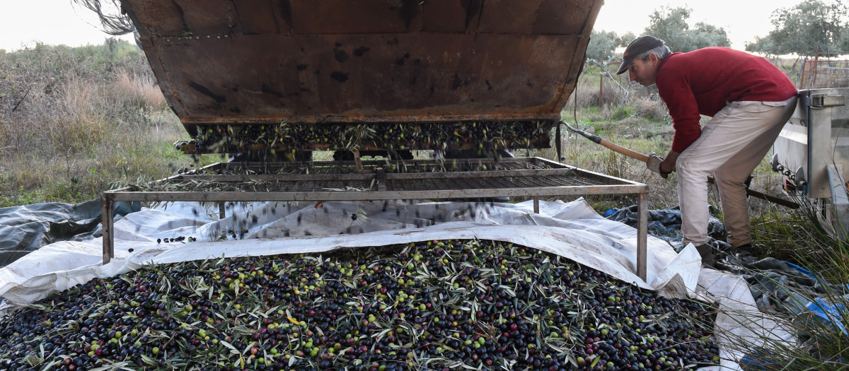 Una persona recolecta aceitunas, en un olivar de Holguera (Cáceres)