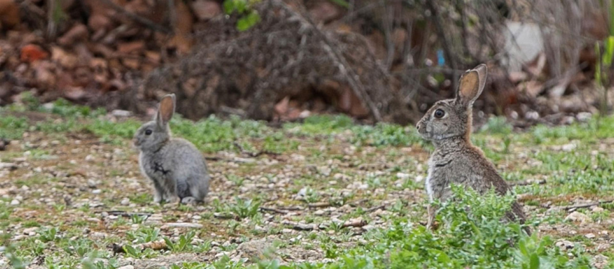 Unos conejos en un parque a las afueras de Zaragoza