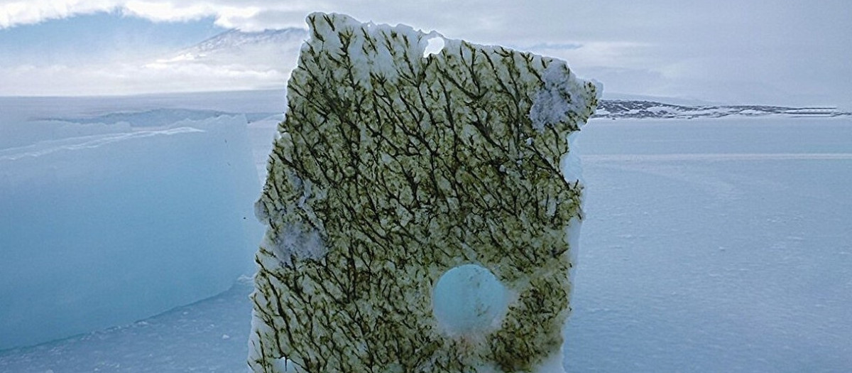 La parte inferior de un bloque recortado de hielo de 2 metros de espesor cubierto de algas heladas