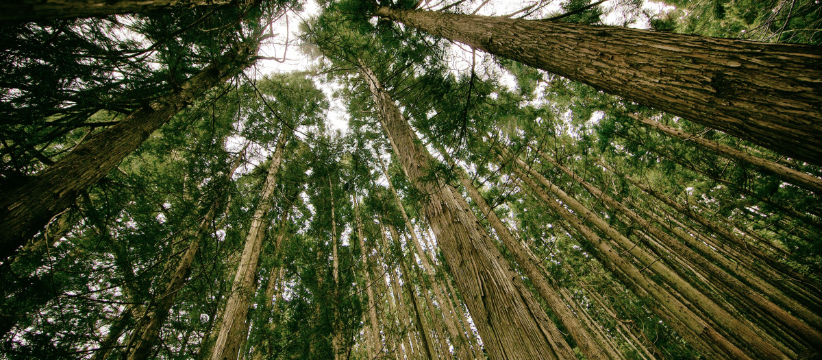 Imagen de un bosque