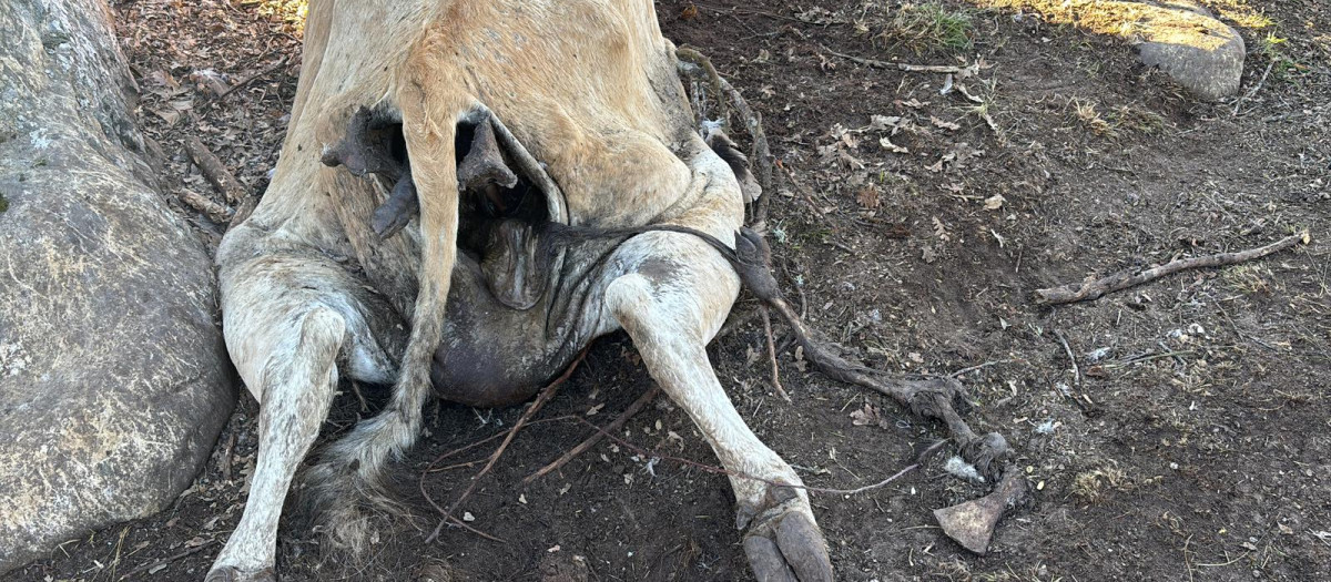Una vaca atacada por buitres en las provincia de Soria