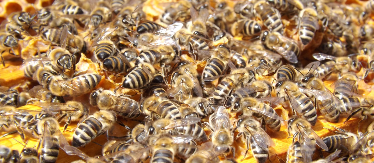 Abejas en un panal