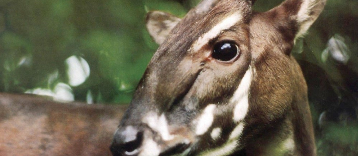 El saola (Pseudoryx nghetinhensis), una especie rara y en peligro de extinción, no ha sido visto en estado salvaje desde 2013