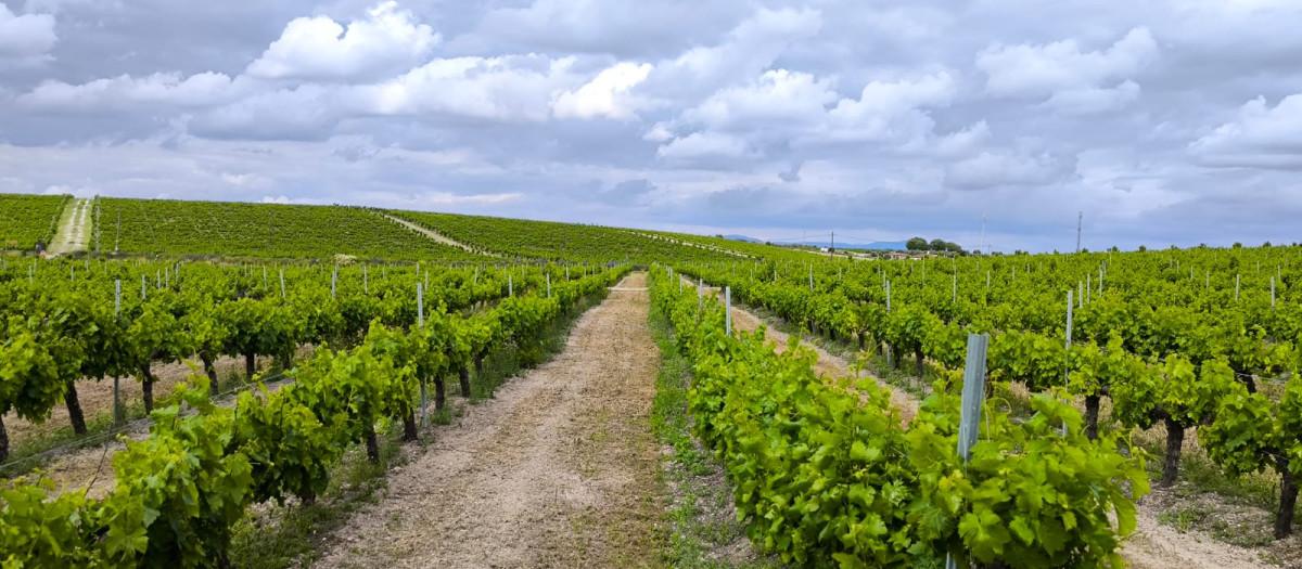 Viñedo