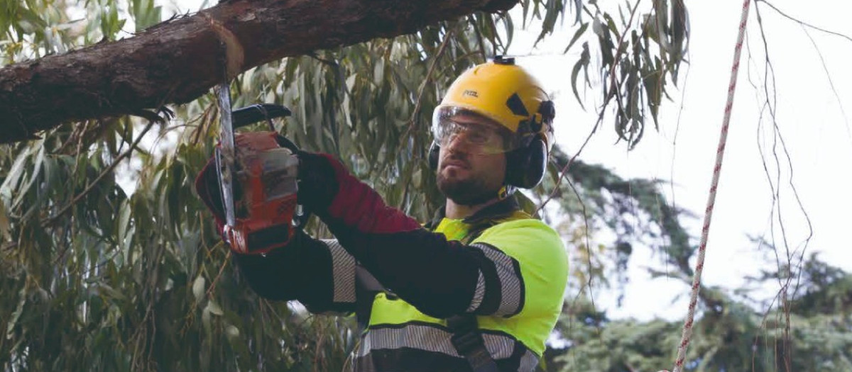 Un trabajador municipal de Barcelona podando un árbol