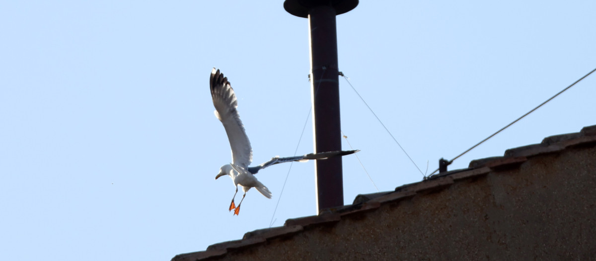 Una gaviota se posa en el tejado de la Capilla Sixtina