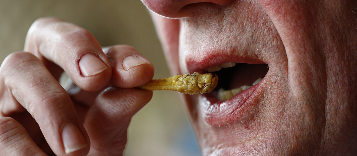 Un hombre ingiere insectos