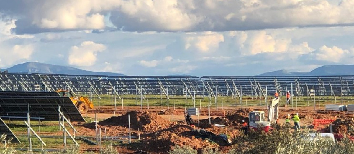 La Junta de Andalucía tendría que plantar 28,5 millones de árboles para compensar el CO2 que dejarán de capturar el medio millón de olivos centenarios que prevén arrancar, en Jaén y Córdoba, para instalar megaplantas fotovoltaicas