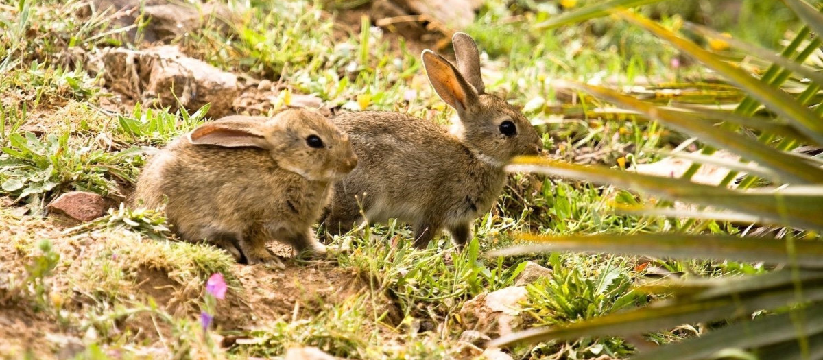 Conejos