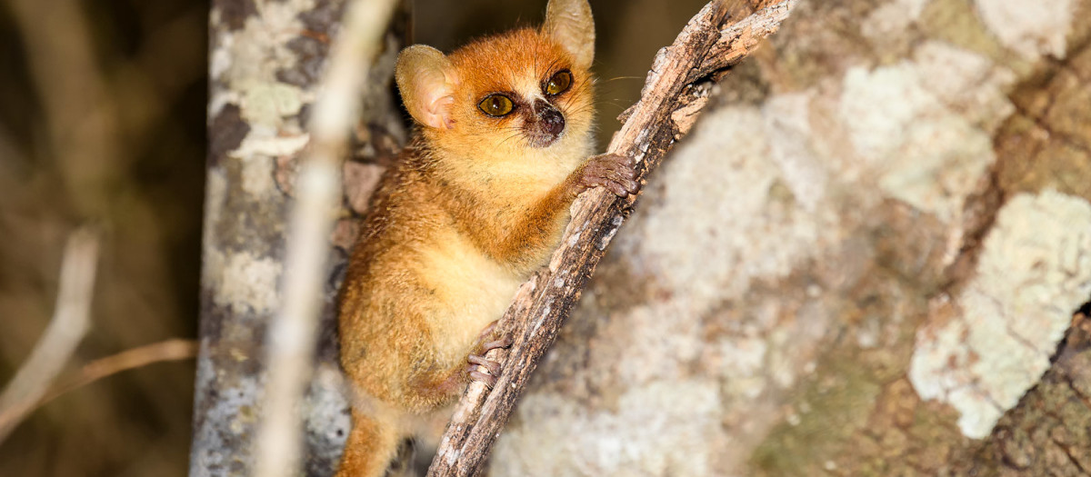 El lémur ratón de Berthe