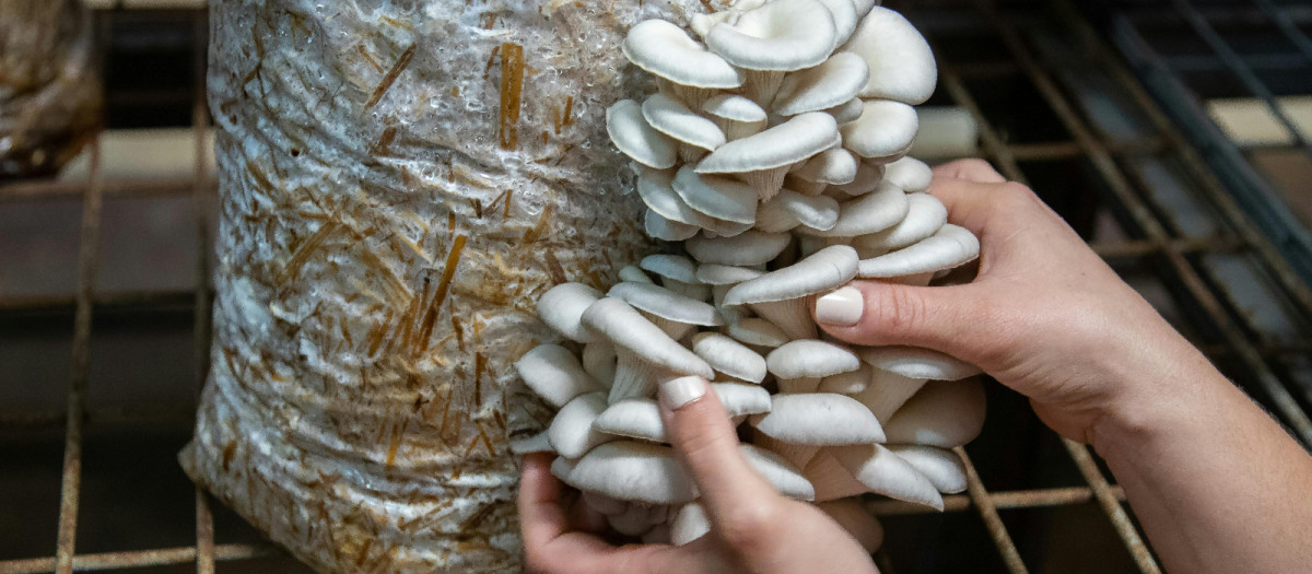 Setas de las que se obtienen films biodegradables