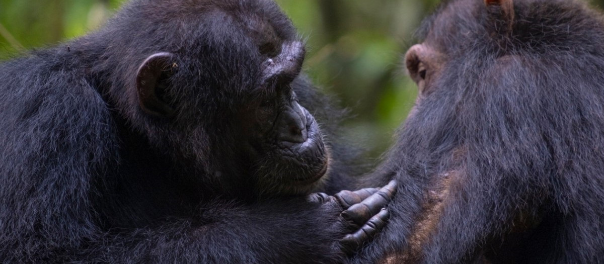 Acicalamiento social entre dos chimpancés en el bosque de Budongo.
REMITIDA / HANDOUT por ELODIE FREYMANN
Fotografía remitida a medios de comunicación exclusivamente para ilustrar la noticia a la que hace referencia la imagen, y citando la procedencia de la imagen en la firma
14/5/2025