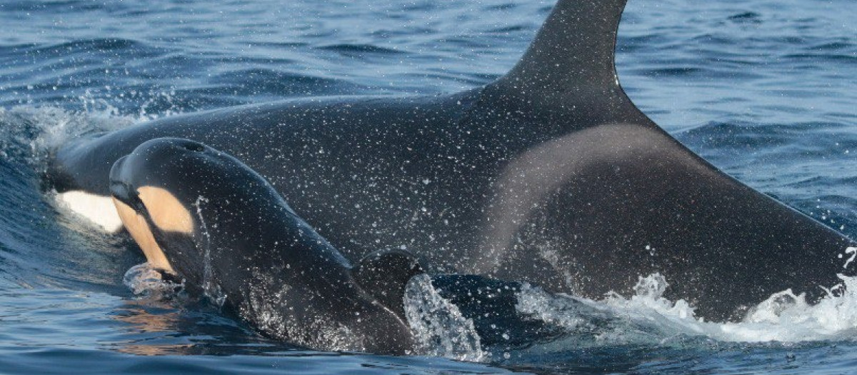 Orcas en una imagen de archivo.