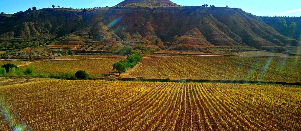 Campos de cultivo en La Mancha