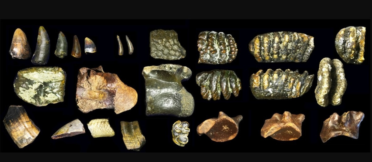 Restos arqueológicos relacionados con Homo erectus hallados bajo el agua en Java