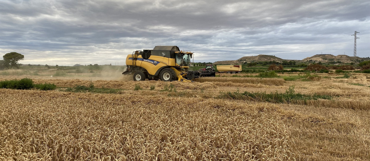 Campo de cultivo de cereal.