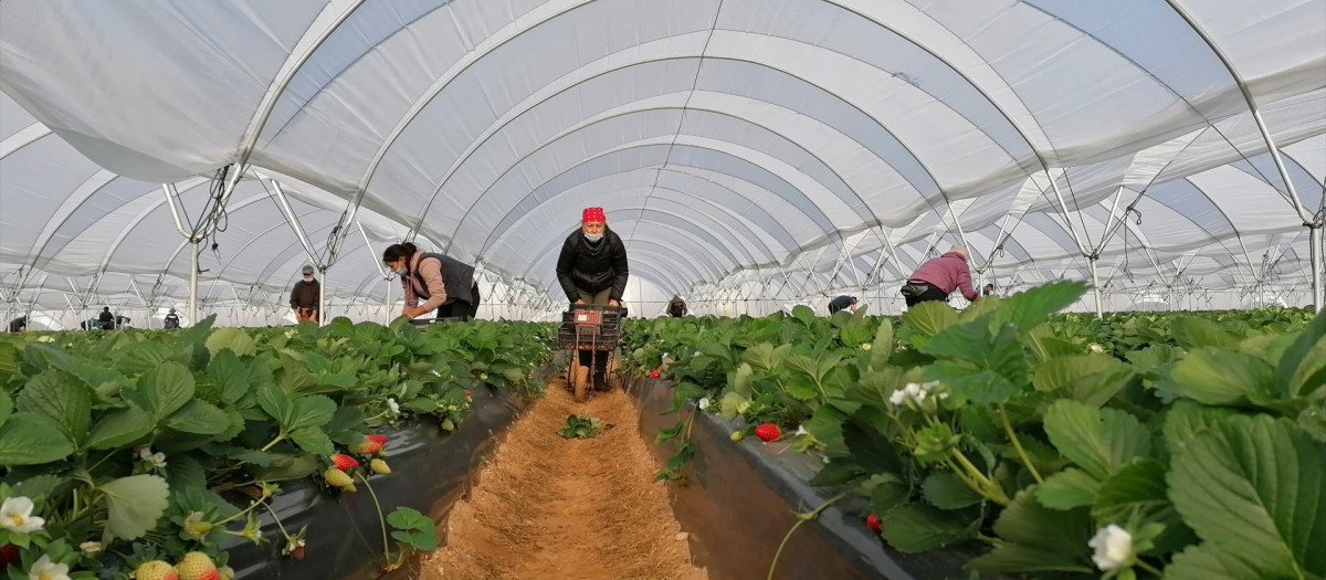 Temporeros en la campaña de la fresa y los frutos rojos de Huelva, en una imagen de archivo