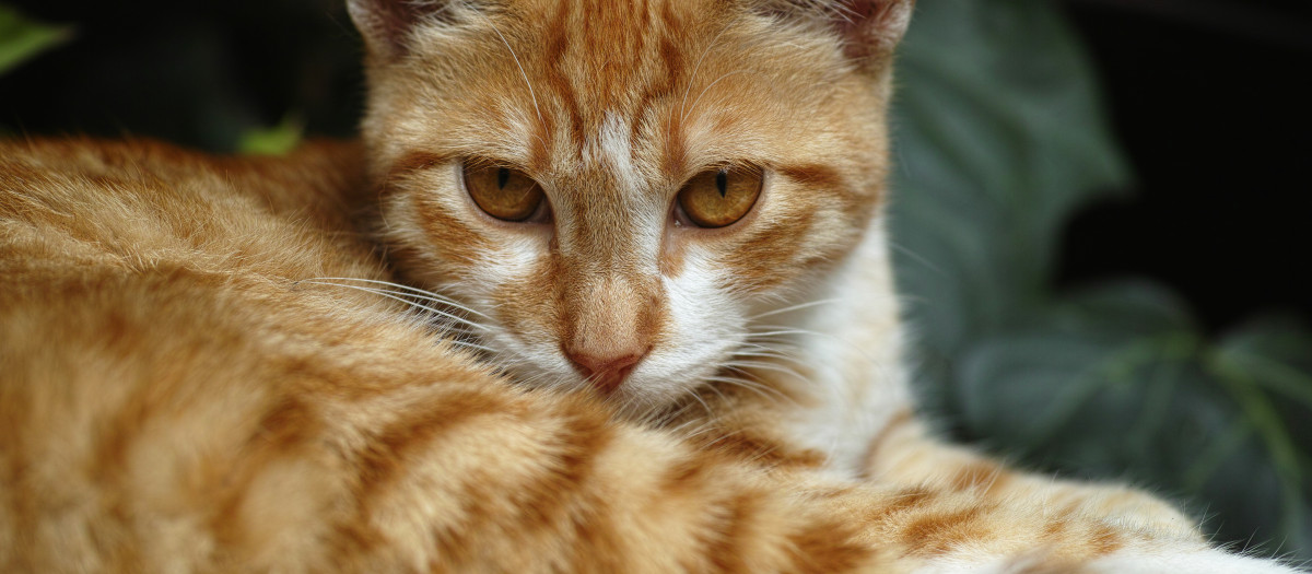 Gato naranja