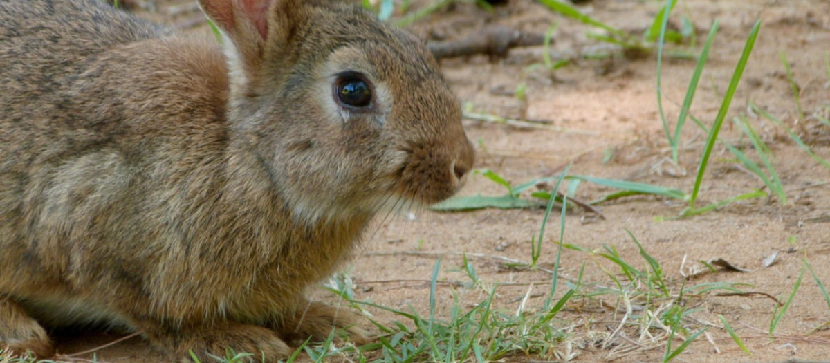 Conejo silvestre