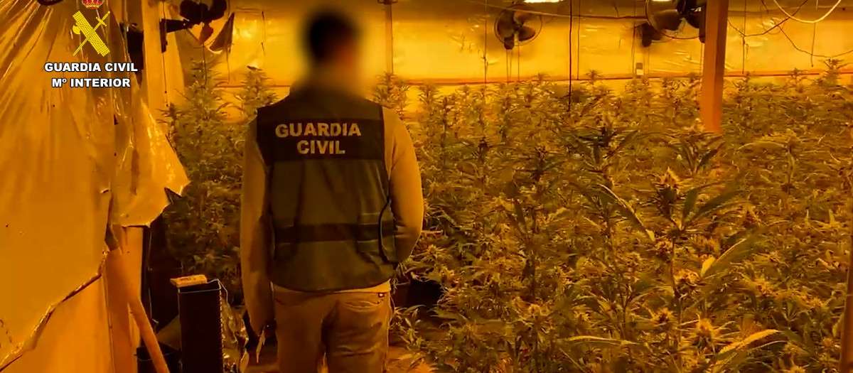 Plantación de marihuana desmantelada por la Guardia Civil en Almoradí