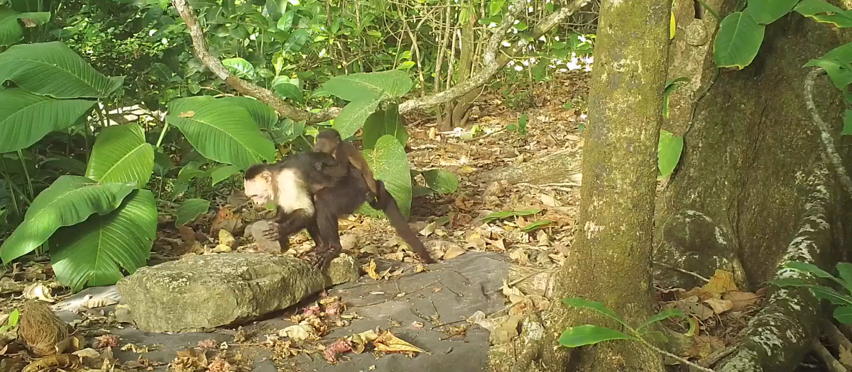 Un mono roba a la cría de otra especie