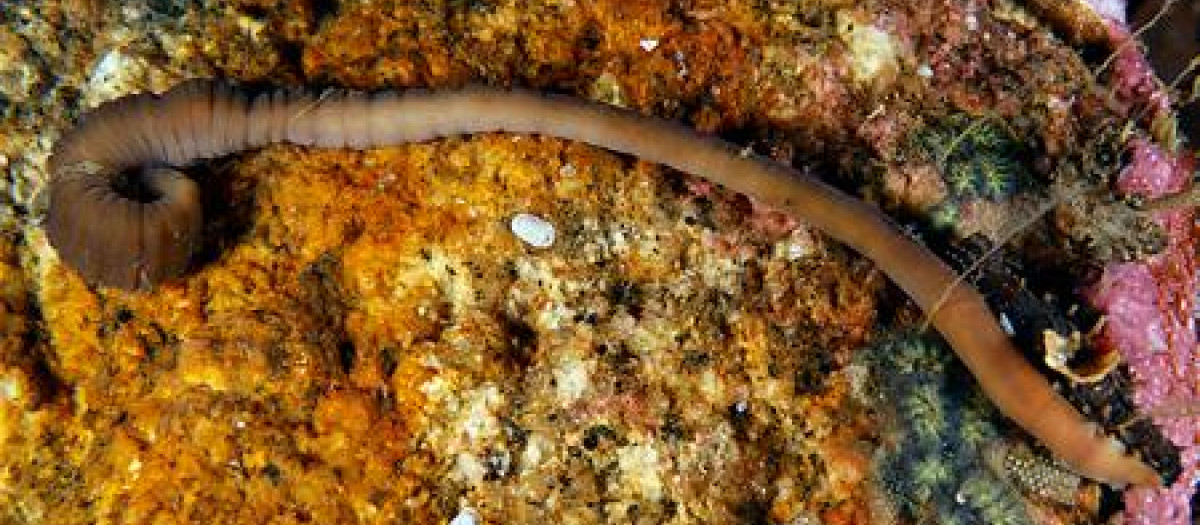 El 'nemertino acordeón', una nueva especie de gusano encontrada en Galicia