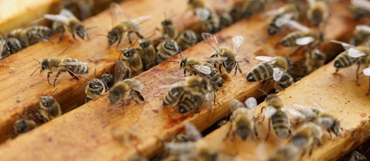 Abejas en una colmena