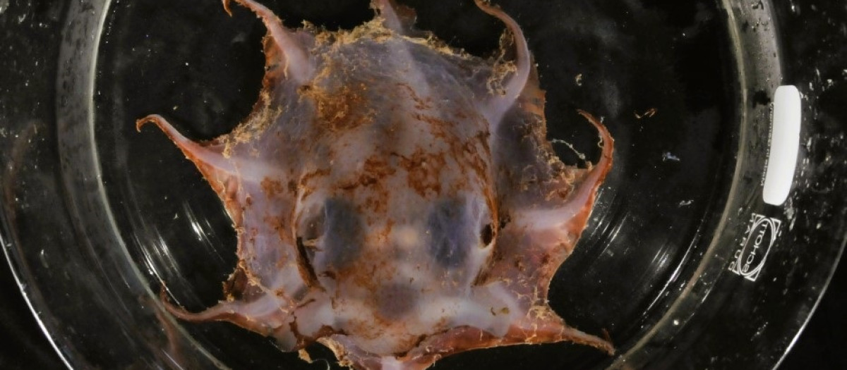 El pulpo flapjack de Carnarvon es un pulpo gelatinoso de aguas profundas que crece hasta alcanzar unos 4 centímetros de diámetro